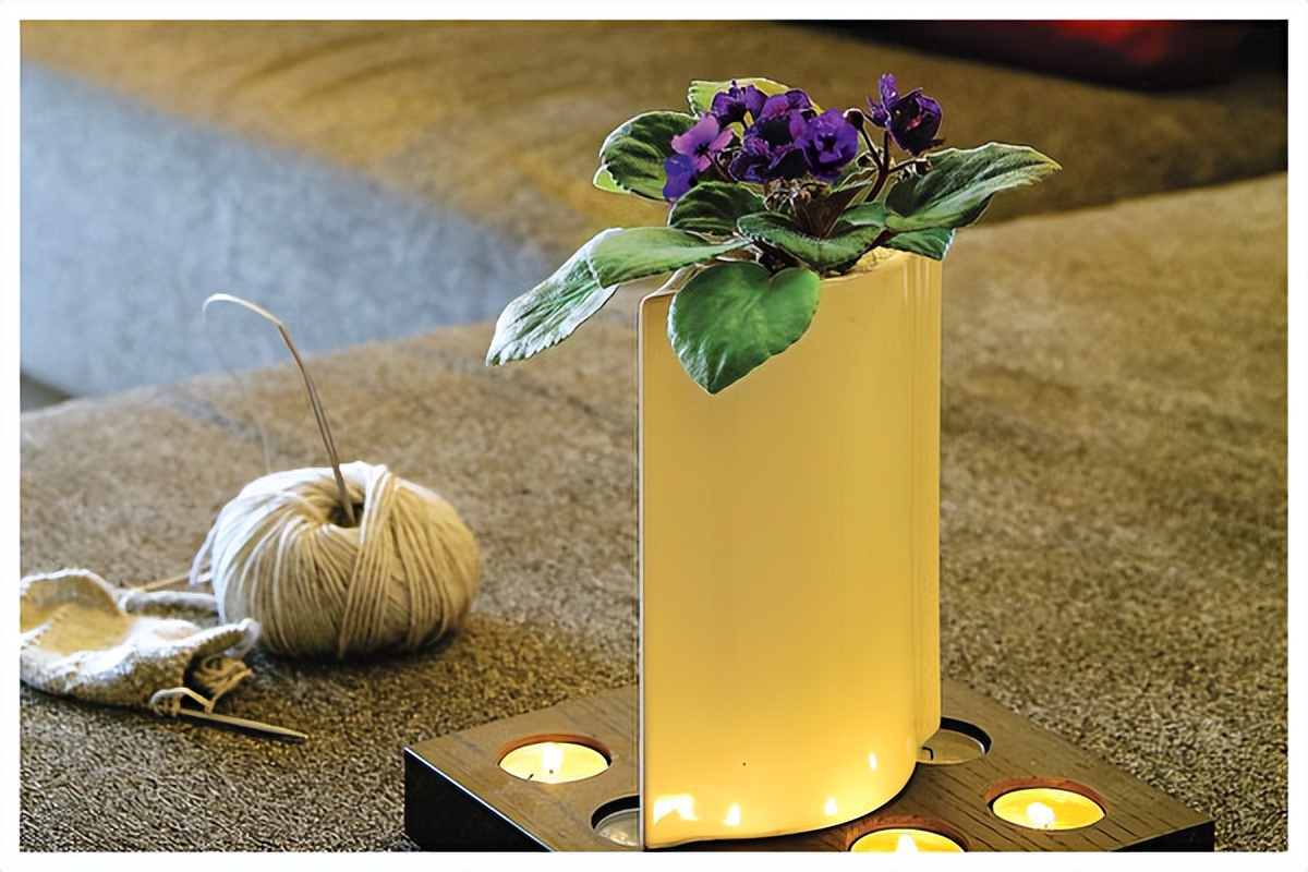 园艺达人教你在家种非洲蓳，全年花开不间断