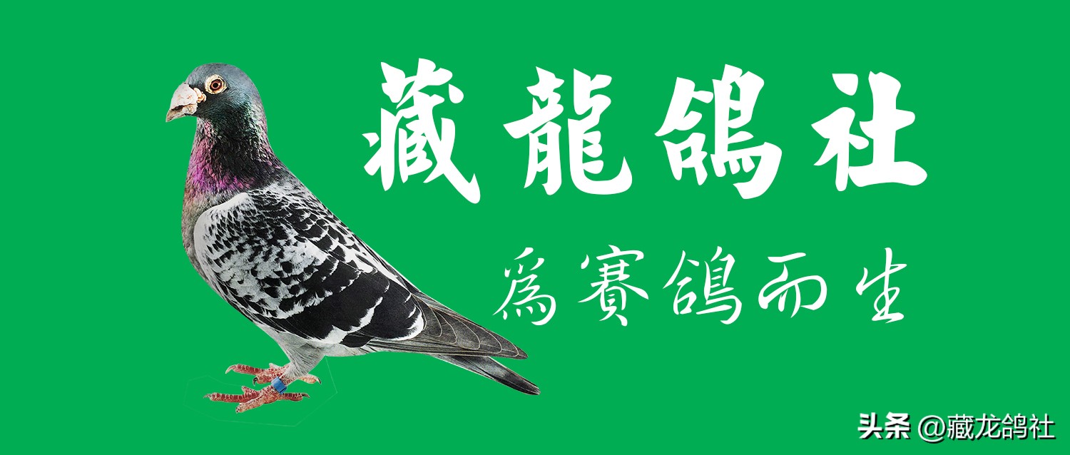 1968上海信鸽参军记