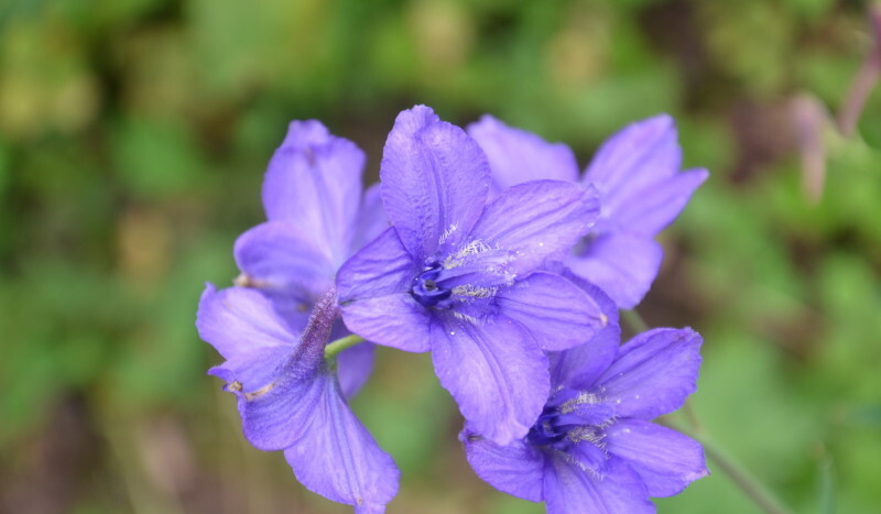 养三十头驴成本利润,养50头驴一年多少利润