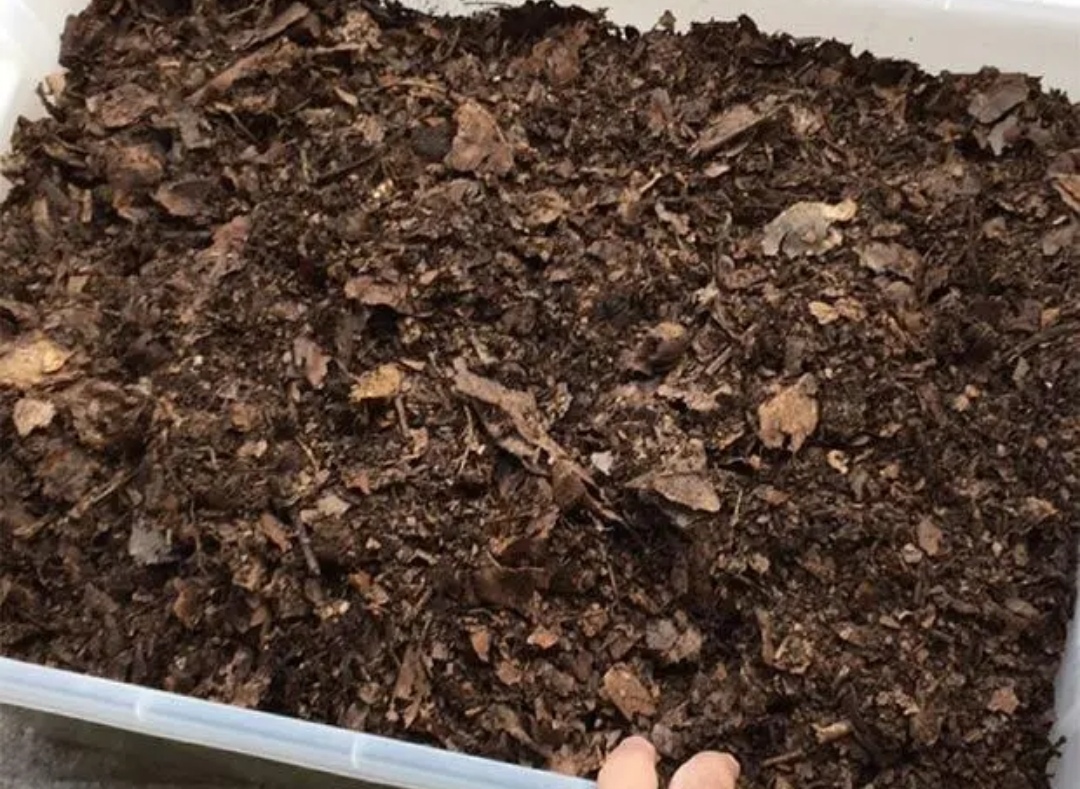 养花的旧土怎样培植成营养土,怎样培育肥沃的养花土