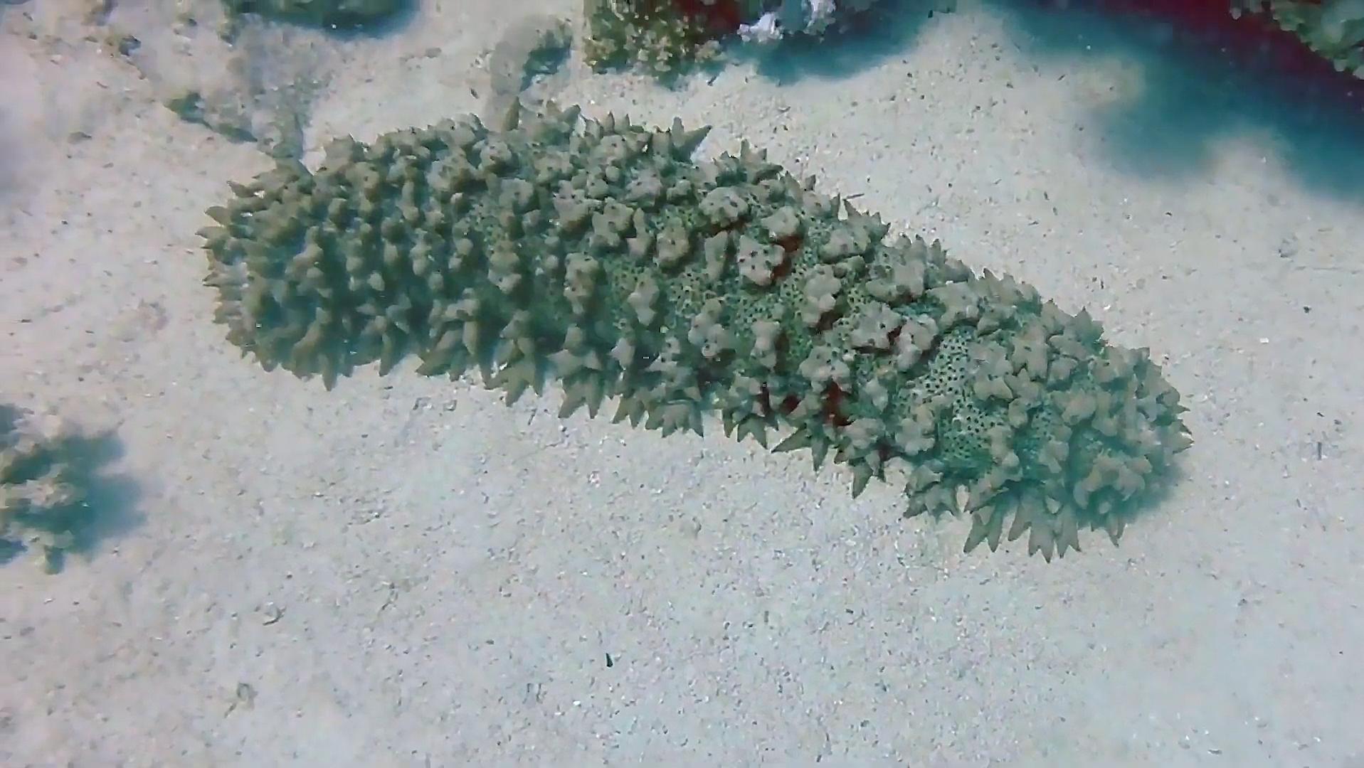 最贵海参多少钱,最贵海参是什么参