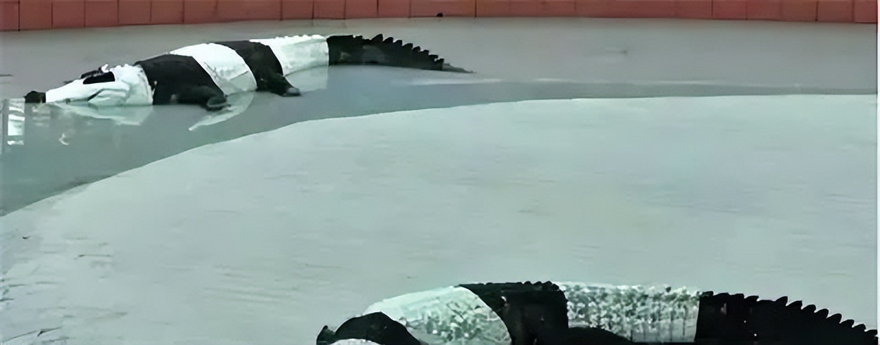 国宝熊猫丫丫回国了吗,国宝熊猫丫丫真的回国了吗