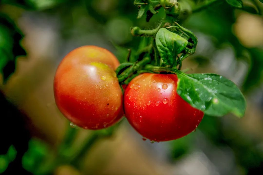 经典田园风光诗10首,一首很美的田园诗清新怡情