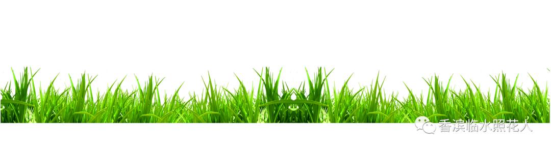 部编三年级下册习作我的植物朋友,三年级下一单元习作我的植物朋友