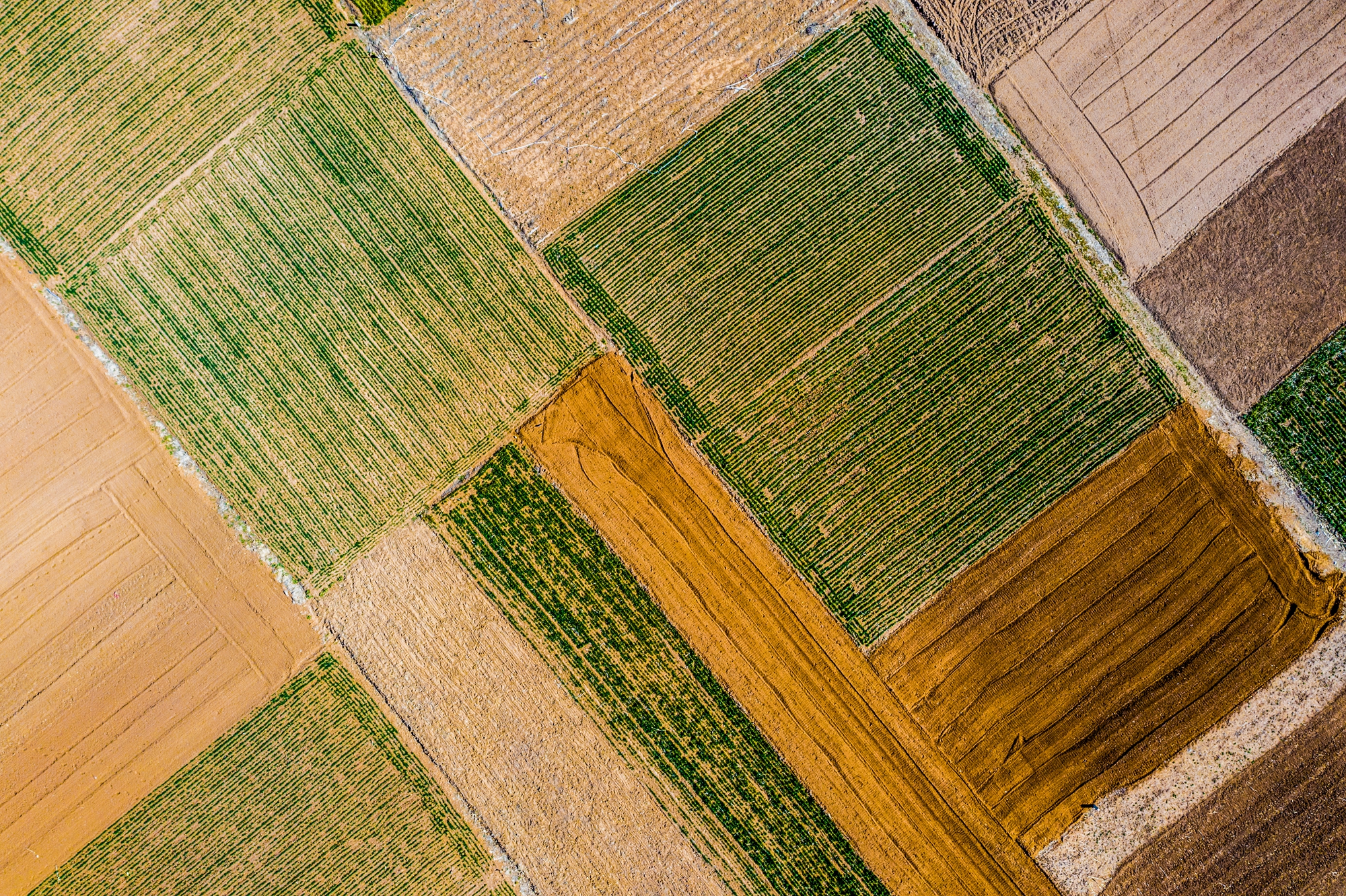 “云”上摄影展丨《徐村*光春**美人勤春来早》