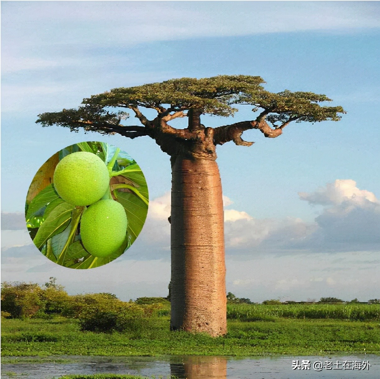 汤加面临的是火山喷发还是海啸,汤加火山爆发汤加还好吗