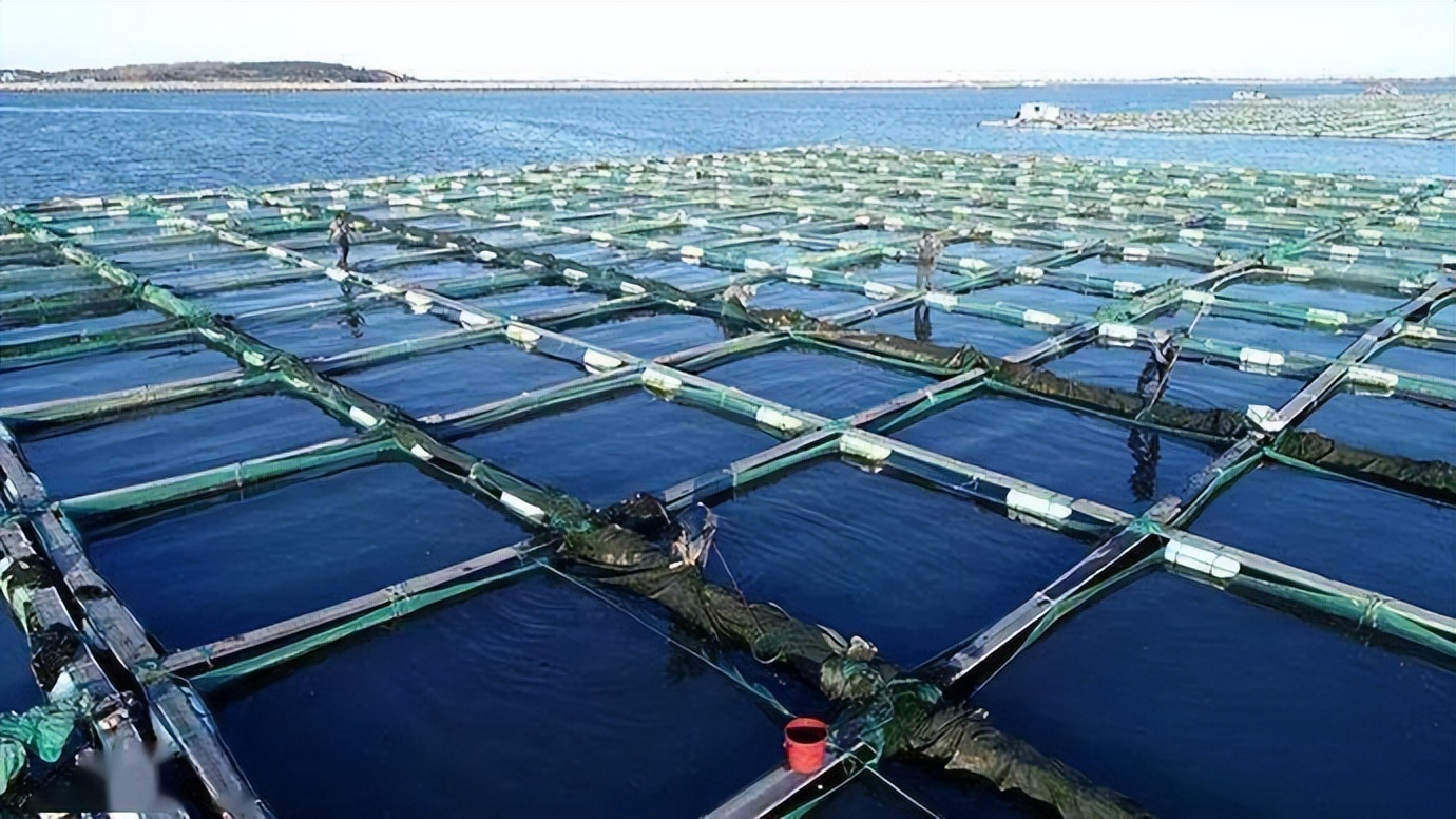 海参的养殖技巧和方法,海参如何养殖有哪些管理注意事项