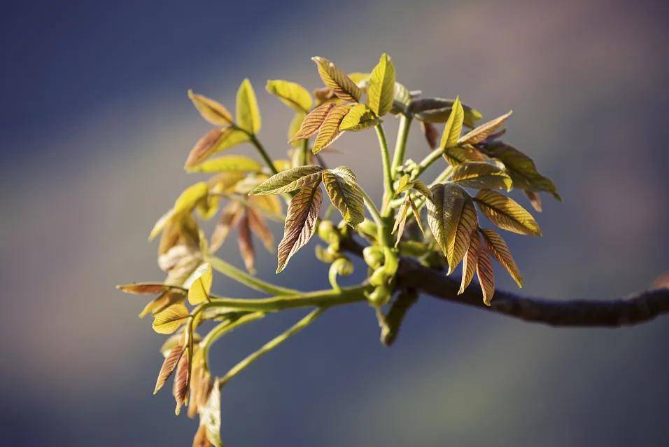 春天挖野菜图片大全,最全野菜图集63种野菜大图鉴