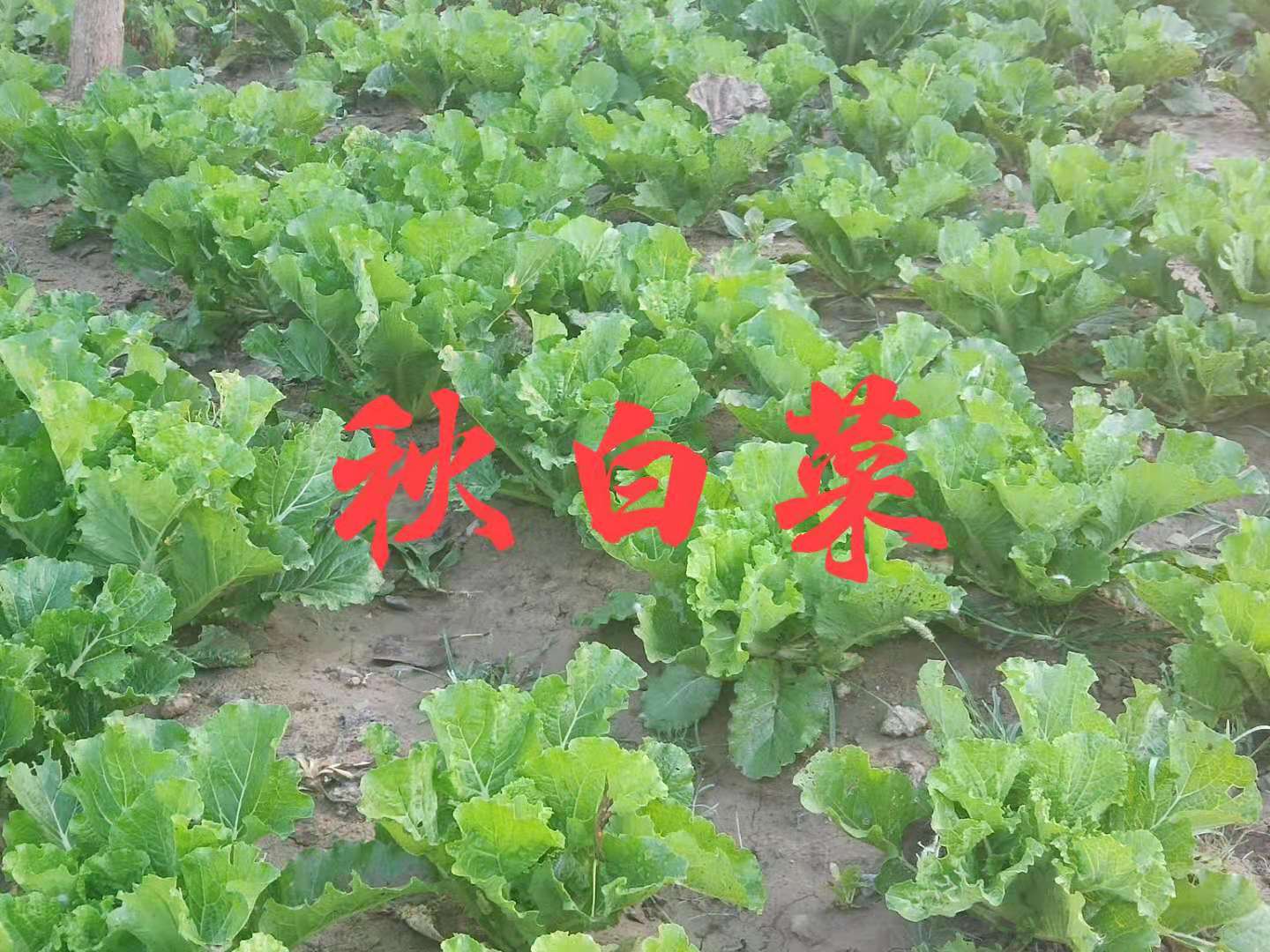 白菜出芽了之后种不活,白菜出苗了却不长怎么回事