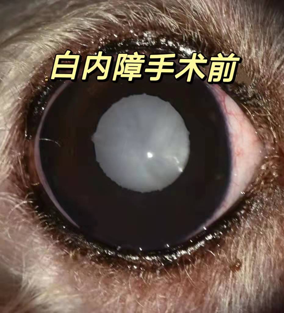 宠主三个月狗狗眼睛变白色？菲尔顿：再不治就要失明了