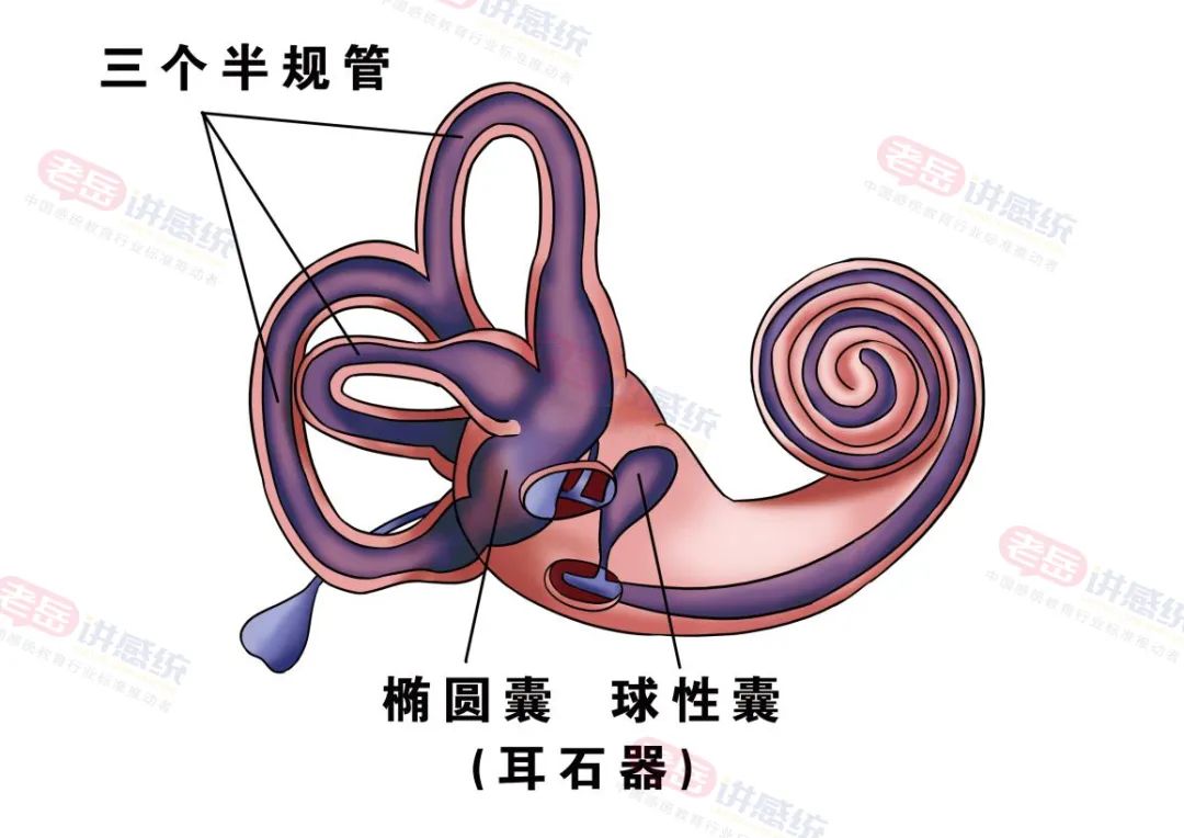 为什么前庭训练一定要旋转？在家怎么做训练？一篇说清