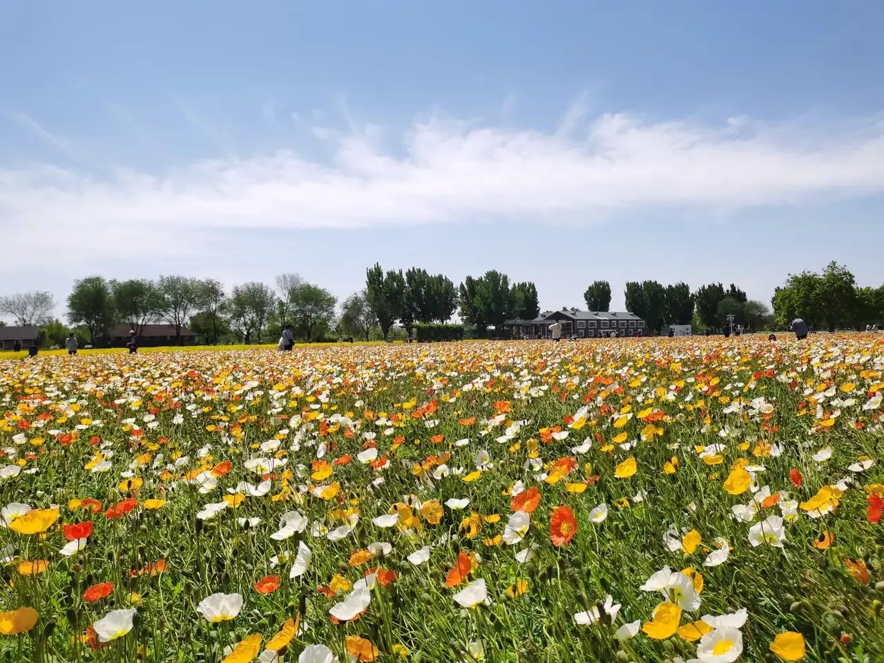 水煮“星辰大海”——马斯克的灶台面——细菌的篮球馆