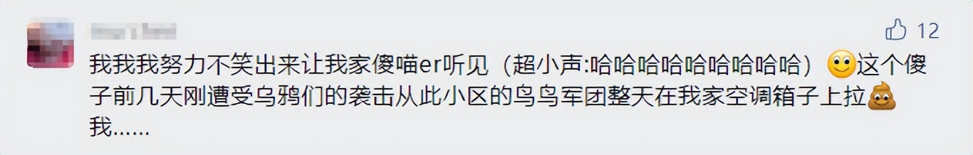 我哥窜稀，喷了我家猫一头粑粑！猫：我屎到淋头了...