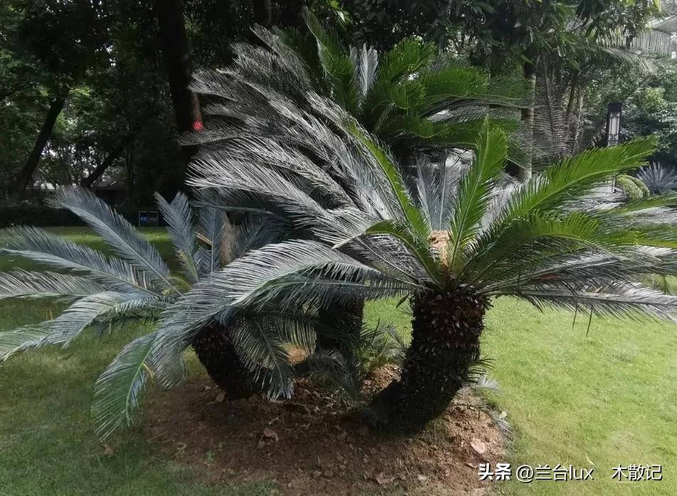 攀枝花的苏铁园有什么,攀枝花苏铁园林介绍