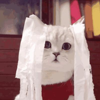 猫咪的性格会跟主人相像吗,猫咪有哪些特征代表它聪明