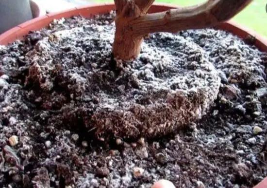 盆土返碱发白怎么洗,园艺换盆技巧