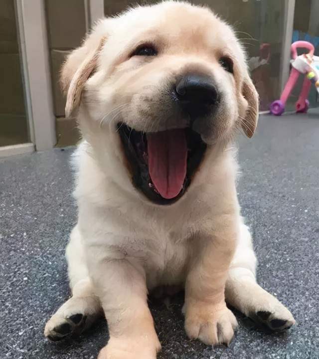 隔壁邻居偷了我家的狗,隔壁邻居偷我家狗