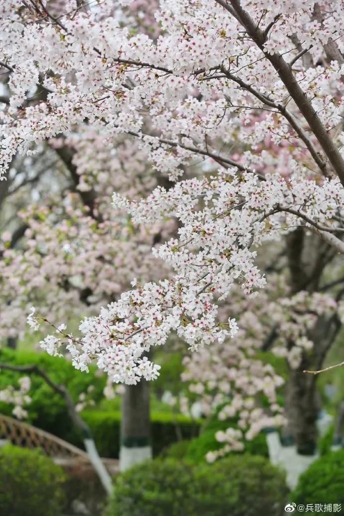 济南的春天来了吗,济南春天来了