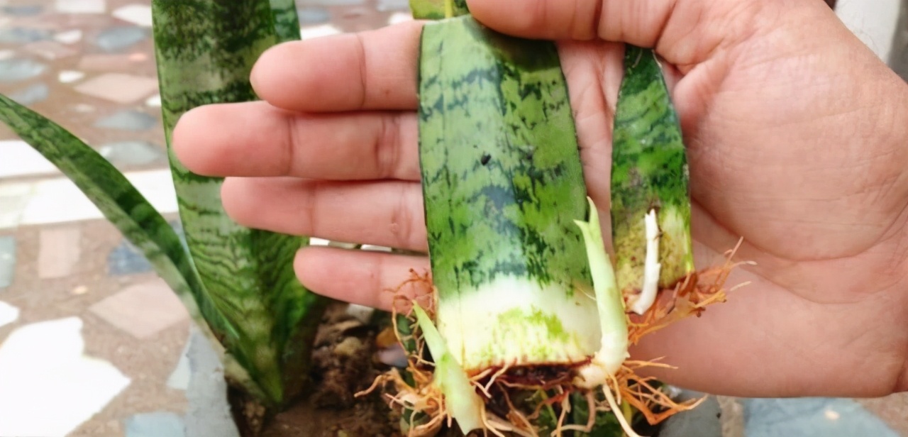 春天种的花花草草,9种花掐根枝就能活不用管就爆盆