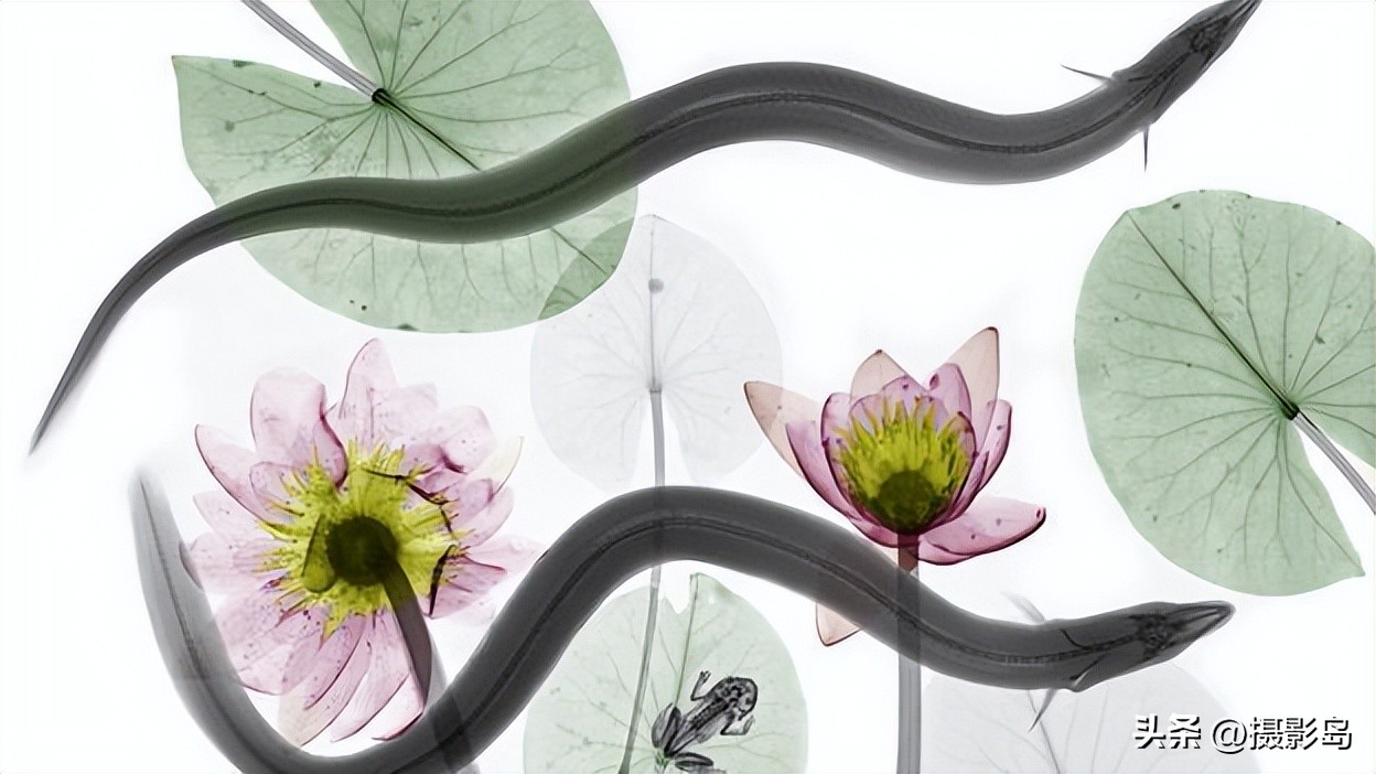 x射线数字成像检测专家,x射线专家