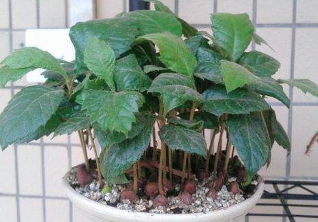 吃水果把核吞进去了,吃完芒果把核扔花盆里