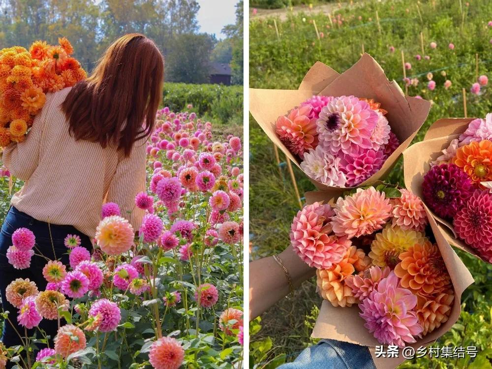 美国夏日梦幻农场：以大丽花为主题的鲜花园艺农场，如梦如画！