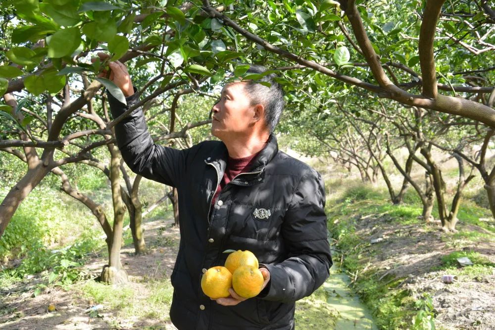 瓯海区的瓯柑,瓯柑市场前景如何