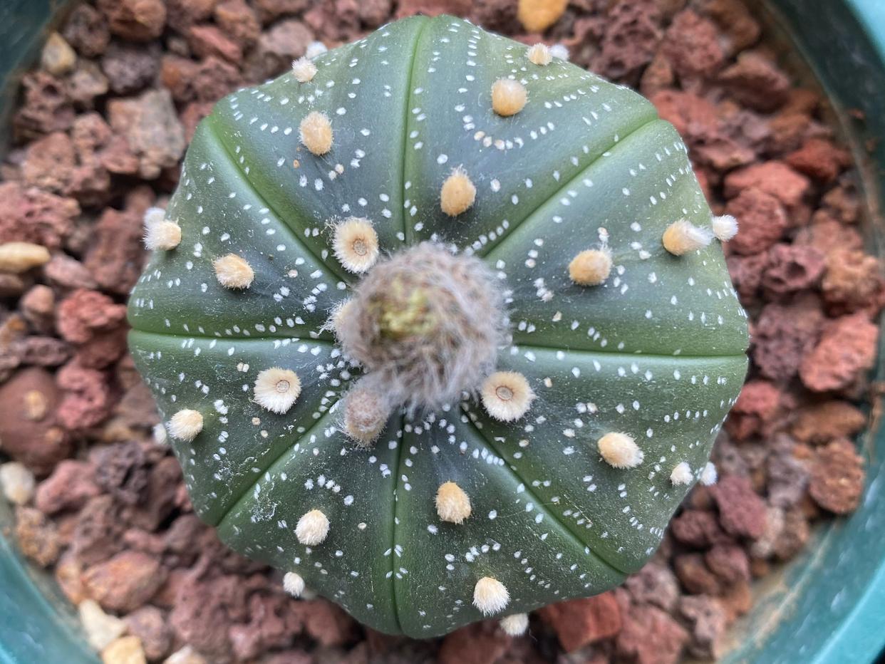 仙人球品种精品,仙人球名贵绿植