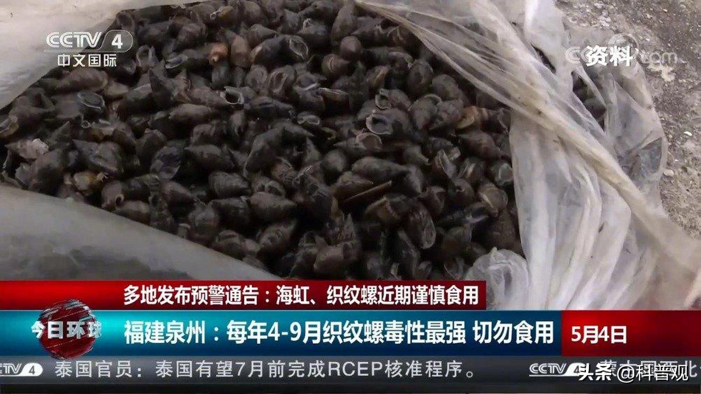 比眼镜王蛇还厉害的眼镜蛇视频,比眼镜王蛇还毒的人