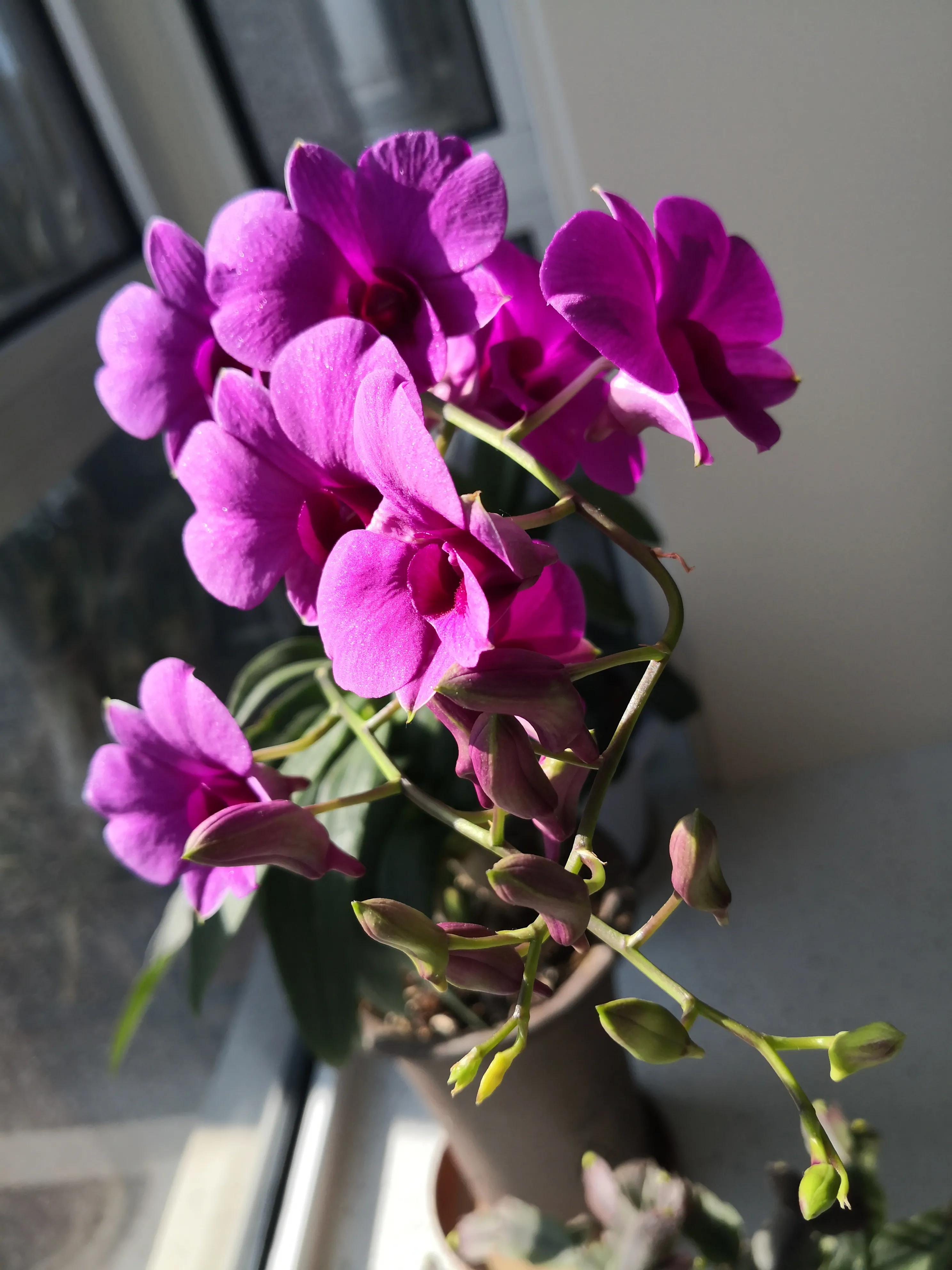 中国足球16,中国足球1985