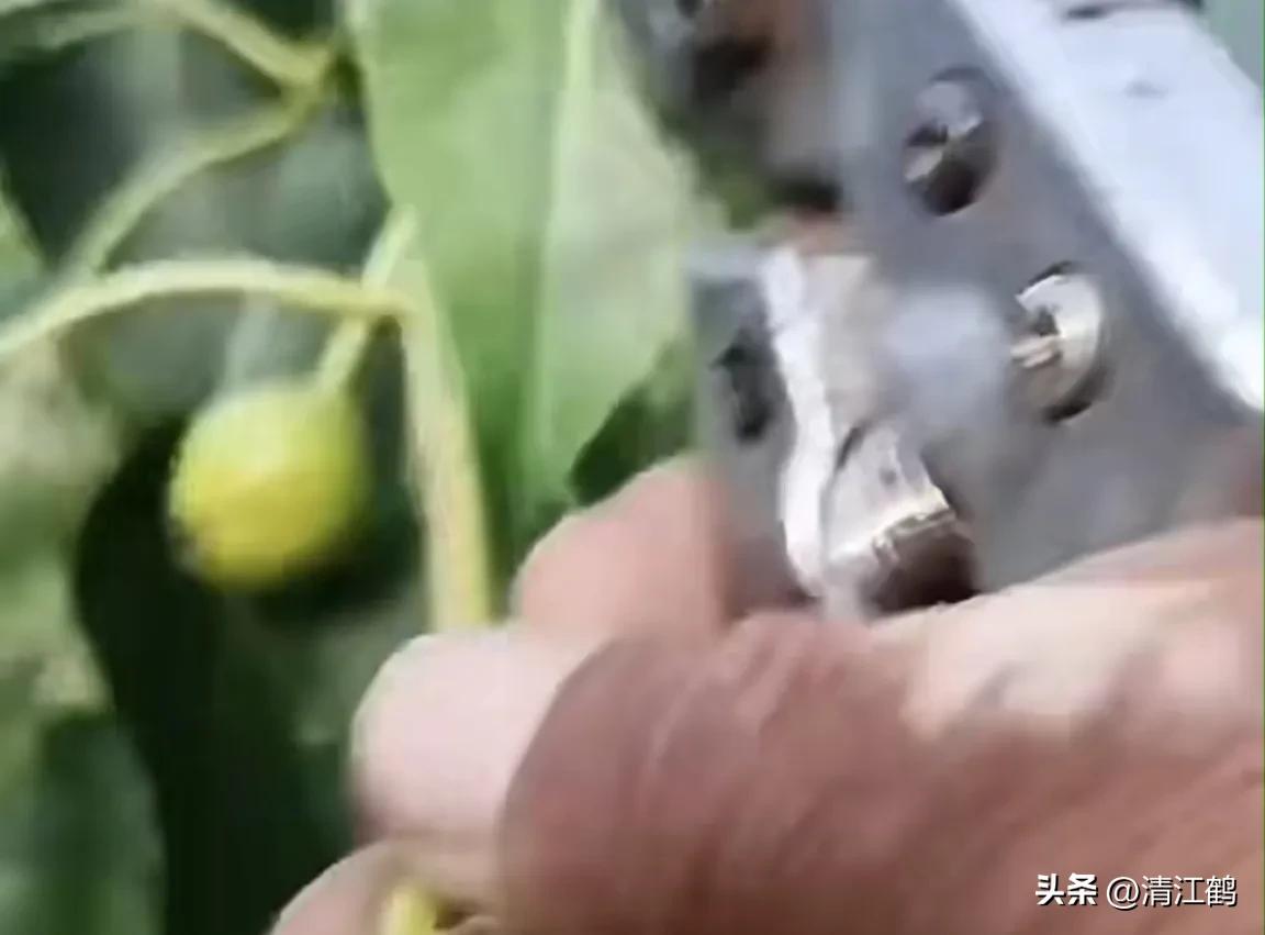 梨膨大期管理,梨三套枝修剪技术