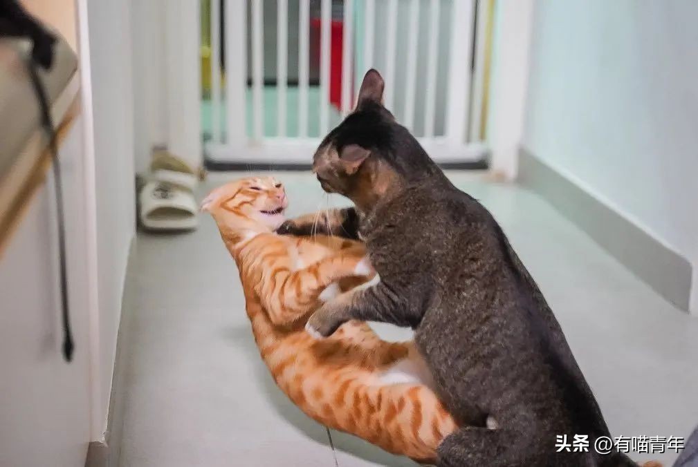 鑷粠鍏讳簡鐚氨鍐嶄篃娌℃湁涔拌繃琛ｆ湇,鑷粠鍏讳簡鐚氨娌＄粰鑷繁涔拌繃闆堕