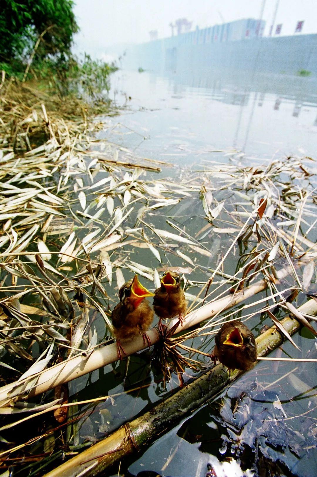 三峡移民珍贵影像,摄影师记录三峡移民