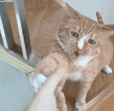 新手养猫必备猫咪行为语言大解读,猫咪16种求救信号养猫人必看