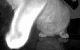 金毛误入地铁站后续,金毛闯地铁