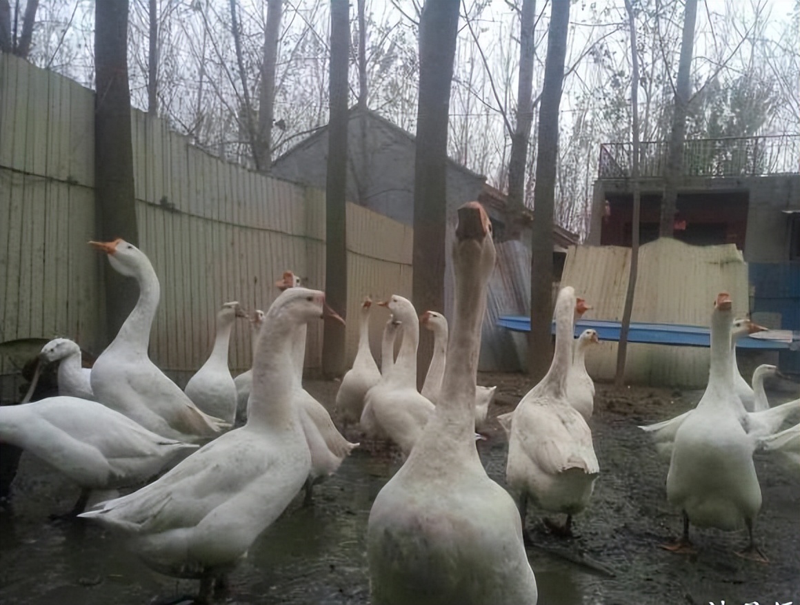 小鹅腿瘸腿肿是咋回事,小鹅腿瘸是什么原因