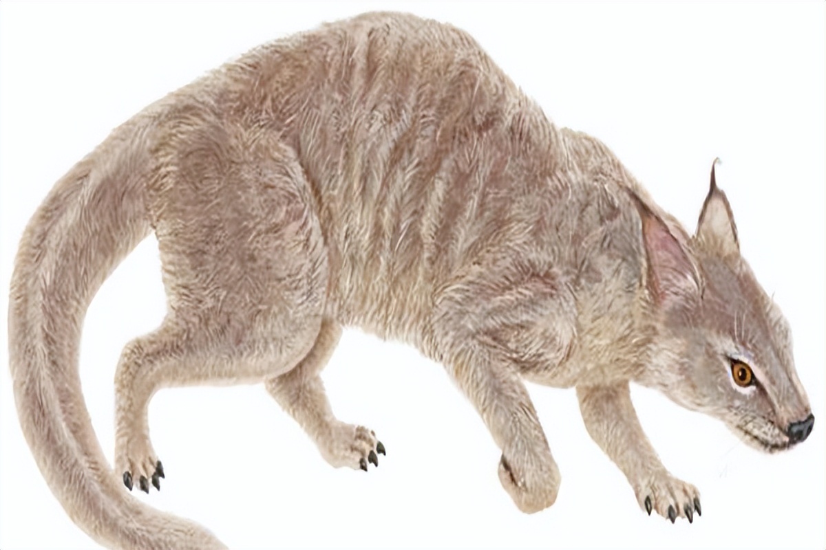 狗是从汪星人进化而来的吗,汪星人与狗狗的区别