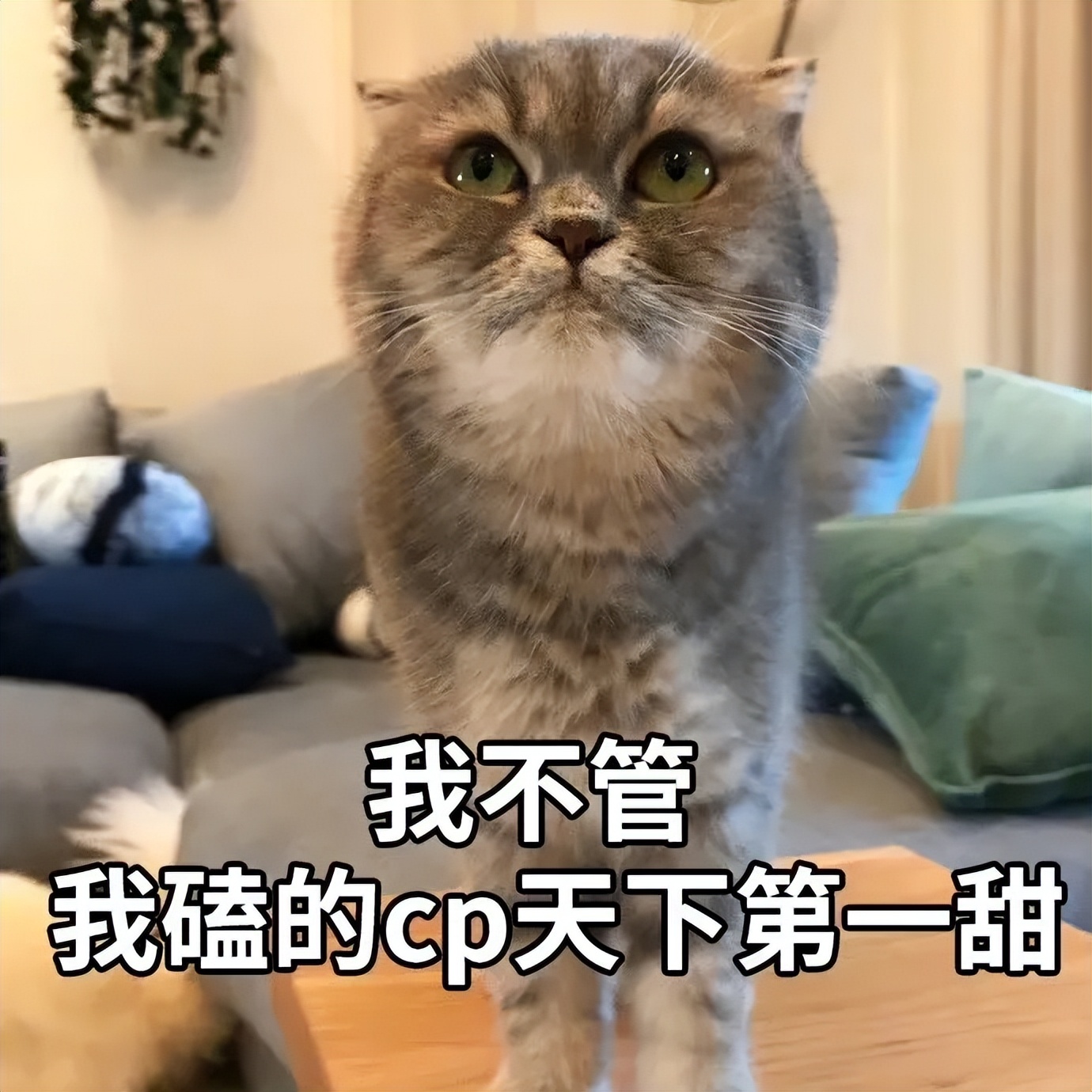 追星要了解明星的什么,追星追成功的明星