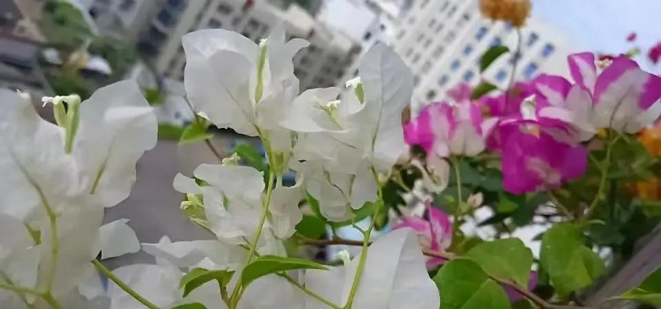 扦插生根水泡多长时间合适,冬天怎样扦插生根最快