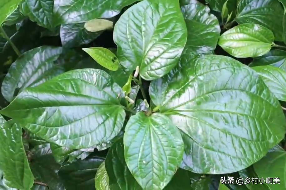 它是辣椒的亲戚,当地人叫“祛风草”,叶子是宝贝,炒螺味道绝了