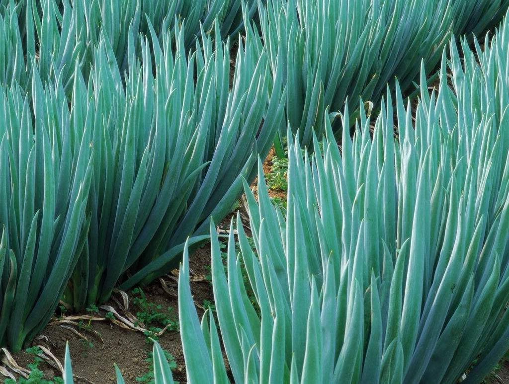 大葱种植业赚钱吗,大葱种植致富经