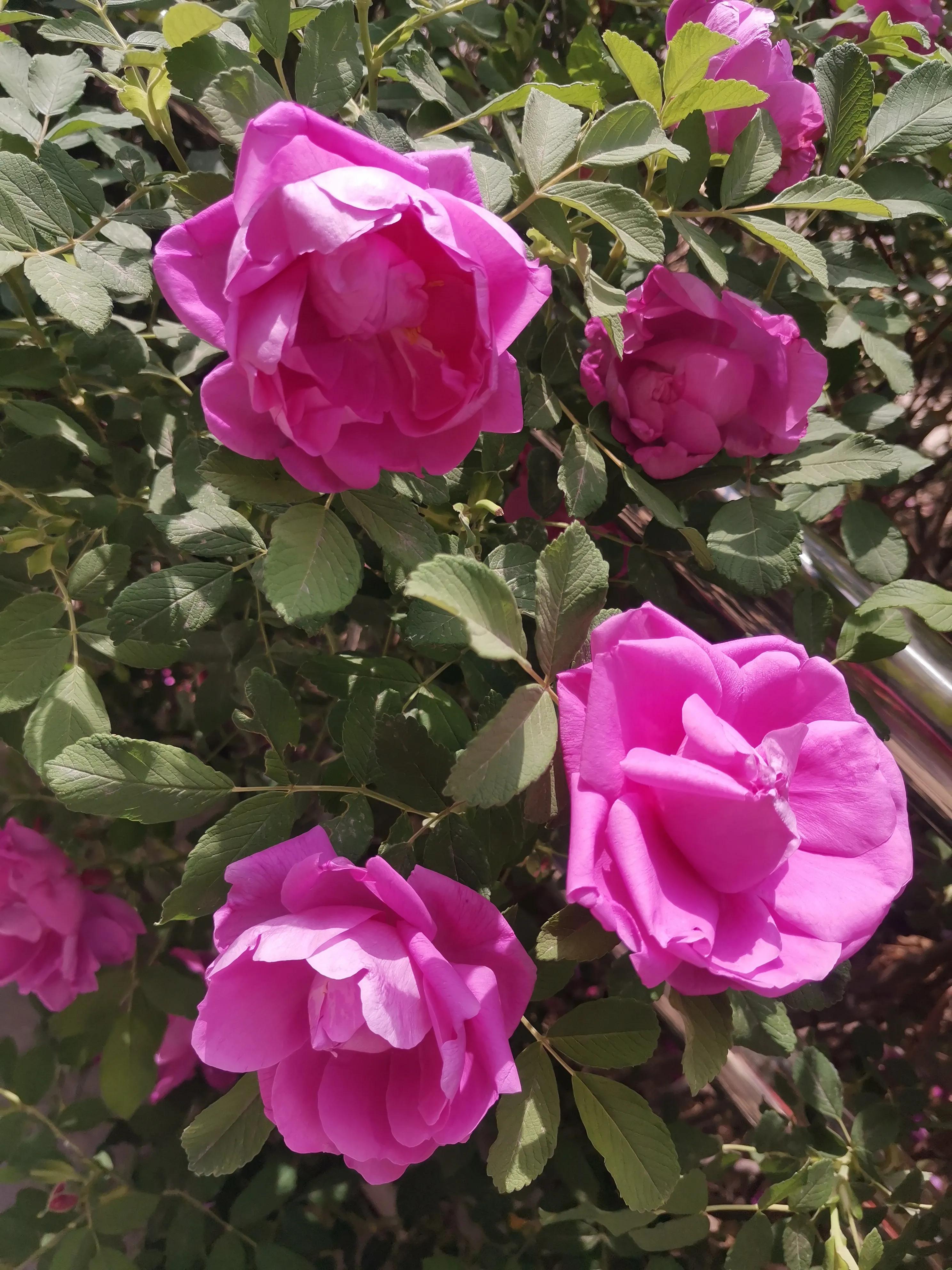 像玫瑰花绽放七律,七律深秋鲜花绽放