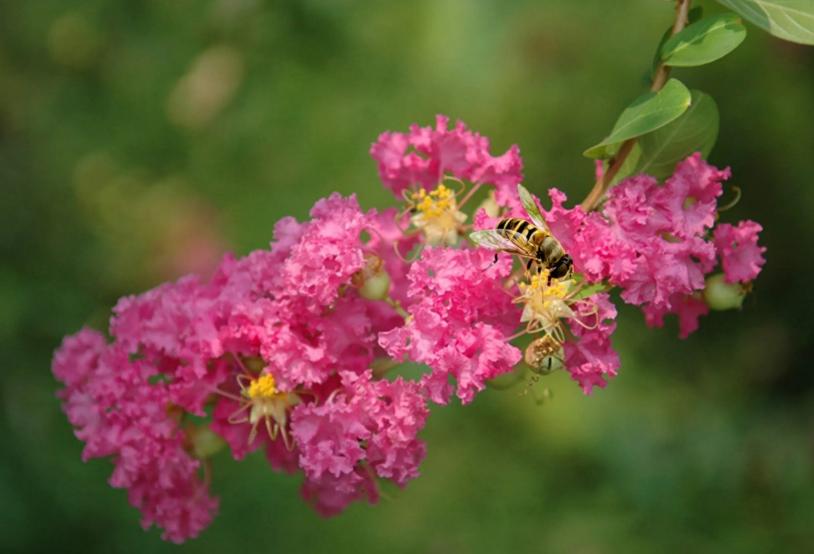 一树紫薇开，古诗词里的紫薇花，繁花似锦赏心悦目，可与牡丹媲美