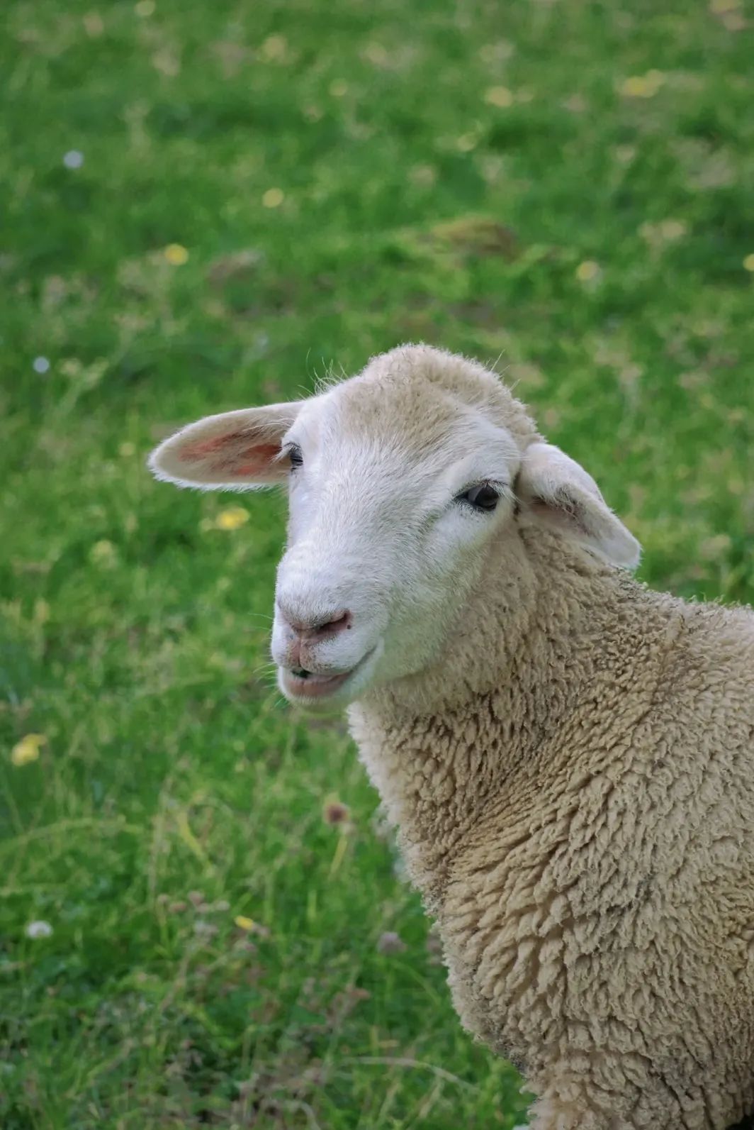 昭通大山包一览众山,昭通市昭阳区大山包乡