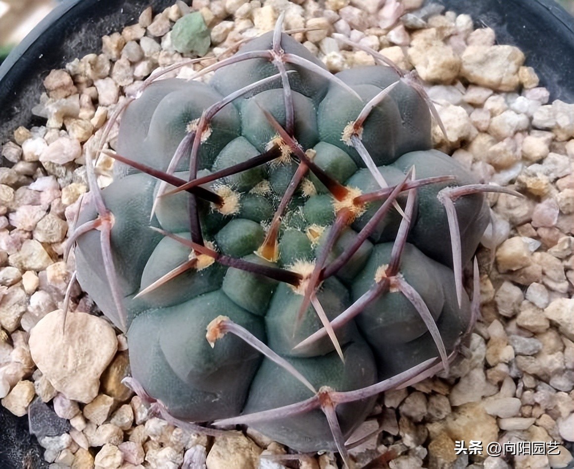 仙人球可以太阳晒吗,仙人球刚买回家要浇水吗