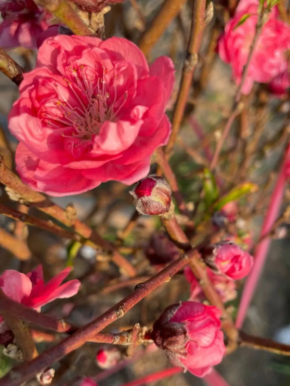 番禺赏花的地方,广州番禺踏春赏花好去处免费