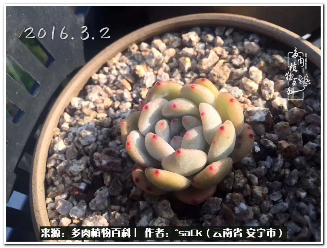 情不知所起一往而深歌曲,情不知所起一往而深完整版