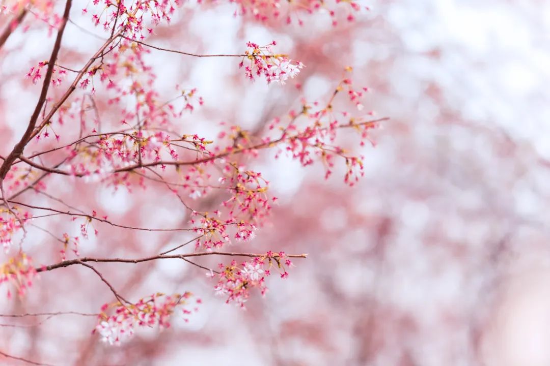 林深时见鹿溪午不闻钟李白,盘点李白最温柔的诗词