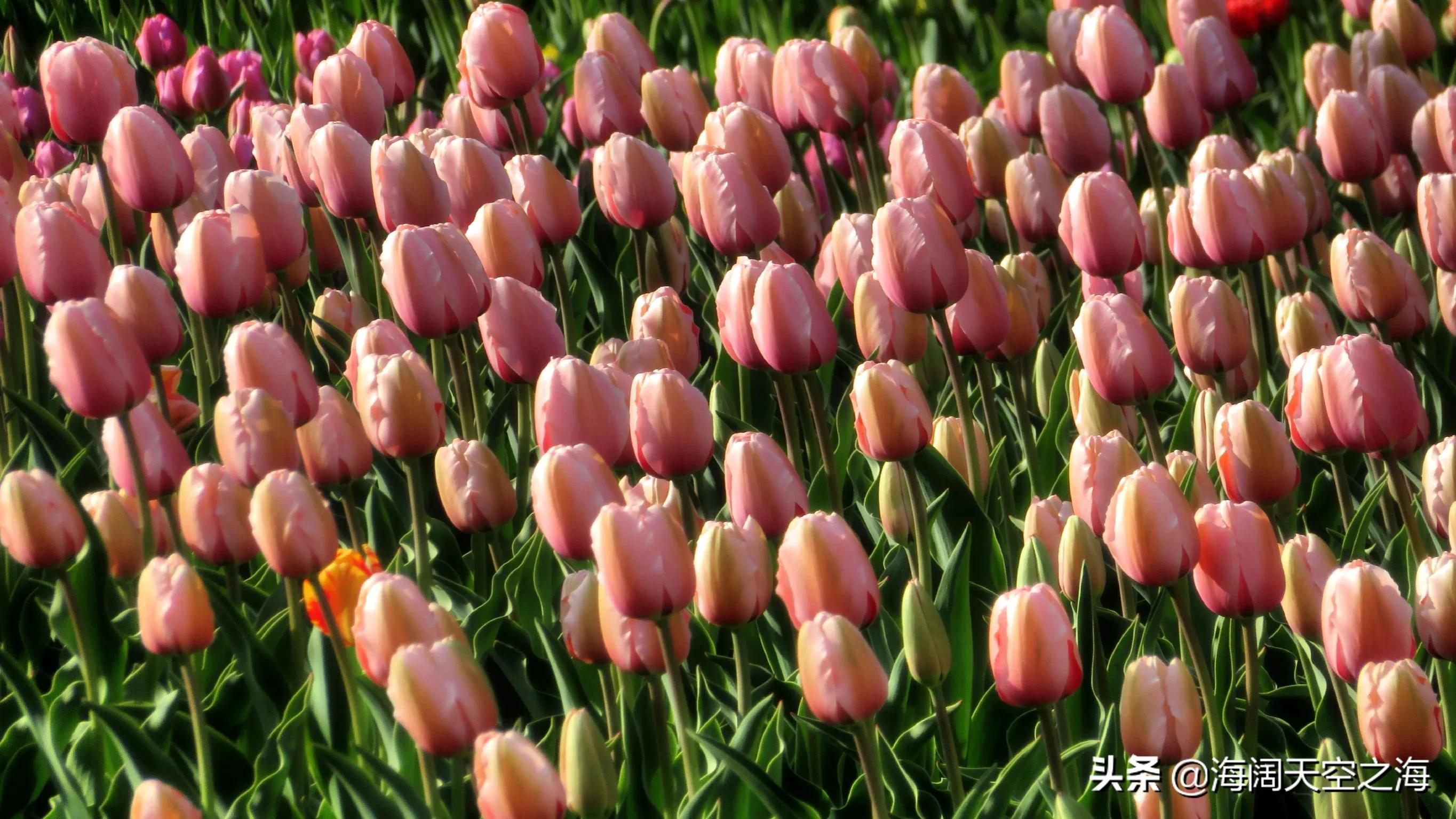 魔幻气球郁金香,魔幻郁金香