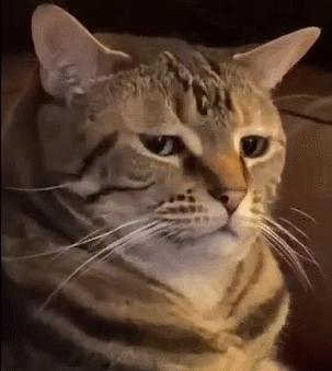 害死猫的网红饰品,盘点那些被人害死的网红猫